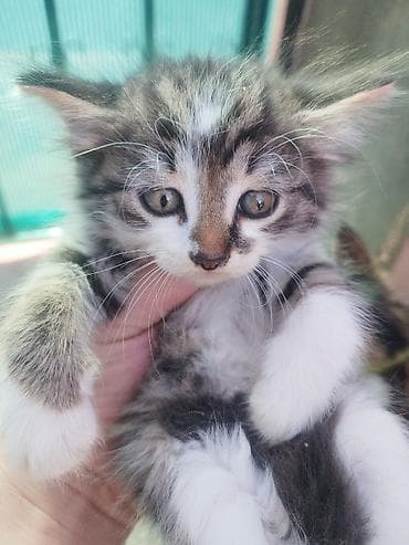 приют для кошек в баку: Кошки — 1