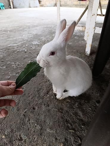Asia: Ağ rəngli ev dovşanı - Xüsusiyyətlər: tamamilə ağ tüklü, qırmızımtıl — 2