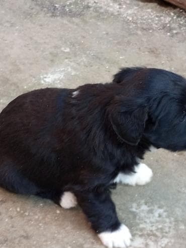 Balıqlar: Peyvəndli — 2