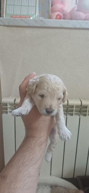 maltipu it: Pudel, 1 ay, Erkek, Ödənişli çatdırılma — 6