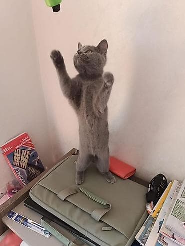 pişik oyuncaqları: Boz rəngli, qısa tüklü pişik balası - Cins: qısa tüklü, tünd-boz rəng — 1