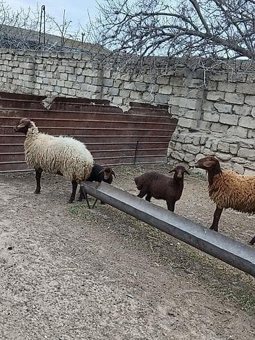 Qazlar: Salam 2 dene Ana baladi. Qirmizi qoyun 1 ci qarnidi disi balaynan .Ag — 10