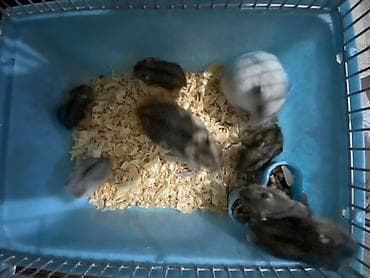 yem qabı: Dwarf hamsterlər – ev heyvanı - Cırtdan/dwarf hamsterlər (bir neçə — 9