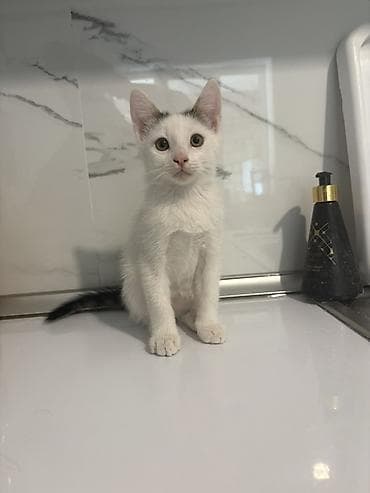 pişik satilir: Yaxşı əllərə, Ünvandan götürmə — 2