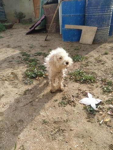 it adlari dişi: Pudel, Erkek — 4