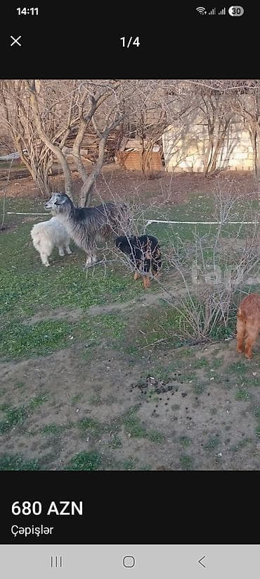 balaca şirin itler: Salam.bayraminiz mubarek.Allah hamiya bereket versun demeli 2 dene — 6