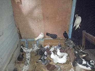 it sekileri: Məhsul: Ev göyərçinləri qrupu tərgitmə quşlar dı xayiş edlir real — 5