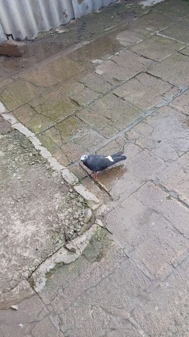 ucuz pişik: Göyərçin – rəngarəng - Növ: ev göyərçini - Rəng: tünd bədən — 1