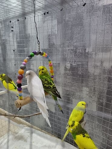 кольчатый попугай цена: 1 ədəd - 20 manat Sevgi və qayğı göstərə biləcək insanlara dalğalı — 5