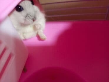 Yuvalar: Hamster dəsti – 2 ədəd xamyak qəbəsi və su qabı ilə birlikdə — 5