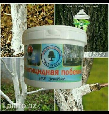 sican dərmanı: Bordo əhəng ( 3 kiloluq vedrə ) ağac üçün . Bu əhəng cücülərə ( hətta — 4