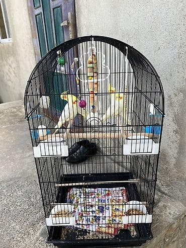 tutuqusular: Qəfəs içərisində iki ədəd ağ və sarı rəngli nimfa tutuquşusu var — 2