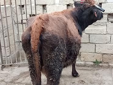 Yemlər: Salam inək satılır ətlik di 4 litir süd verir 06.07.011 iylədə Bater — 5