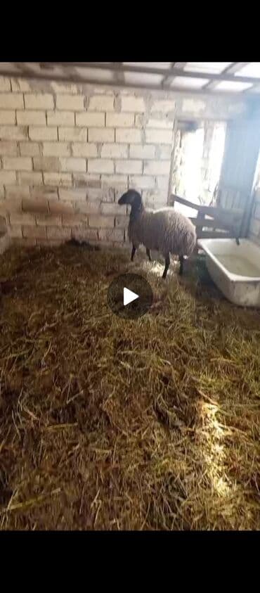 1 ci qarin dogacaq( Şəkdir) 2 ay yarimliq bogazdir. Heyvana basimla