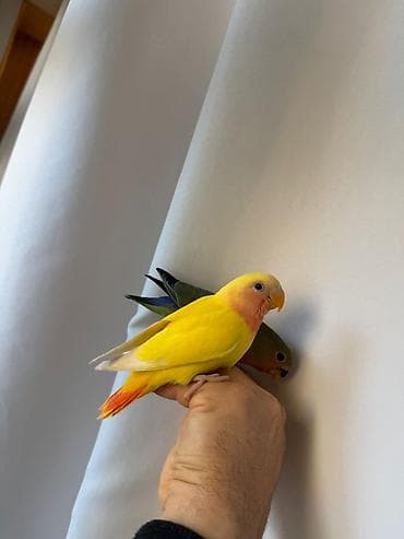 Balıqlar: PAPUQAY NERAZLUCNIK ( SEVDA PAPUQAYI ). Əl quşlarıdı. Əldə böyüdülüb — 5