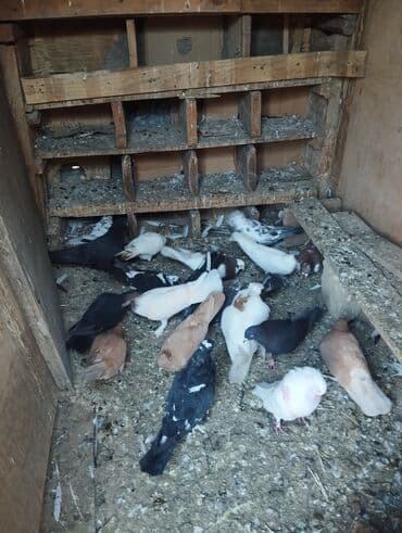 золотистый ретривер цена в баку: 3 sarı bir kekilli boynu güllü Erkey hamsi cutdu — 1