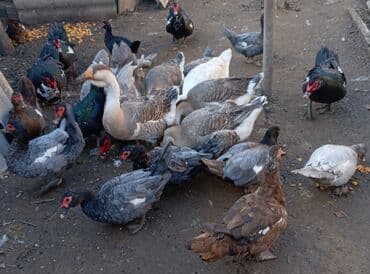 toyoq ve xoruz: Qaz və ördək təcili satılır‼️‼️ razılaşma yolu ilə. heyvanların — 2