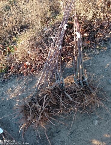 zeytun satilir: Sağlam meyvə tinglərin satişi çatdırılma pulsuz — 10