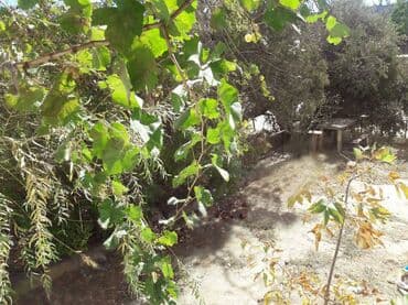 ucuz evler berde: Bakı, 3 otaqlı, Köhnə tikili, 70 kv. m — 8