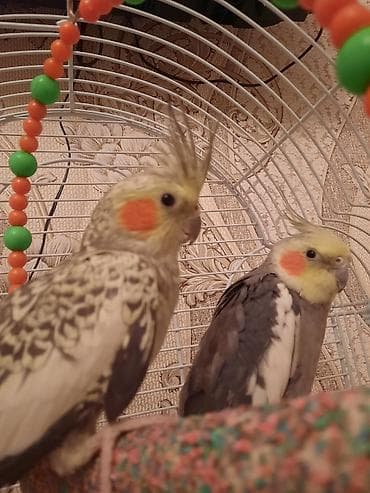 Məhsul: Nimfa (Cockatiel) cütü və qəfəs dəsti qefesle bir yerde