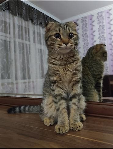 meyn kun pişiyi: Şotland yastı qulaq, Dişi, Ünvandan götürmə — 2