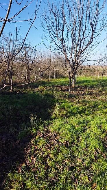 xocesen heyet evleri kiraye: Satılır: həyəti və meyvə bağı olan kənd evi — 4