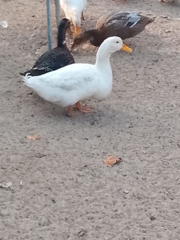 hinduşqa balası: Satılır: ördək sürüsü - Növlər və rənglər: ağ, qara, boz, qəhvəyi və — 14