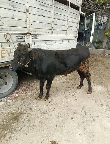 mal bazarı: Inəklər, öküzlər — 2