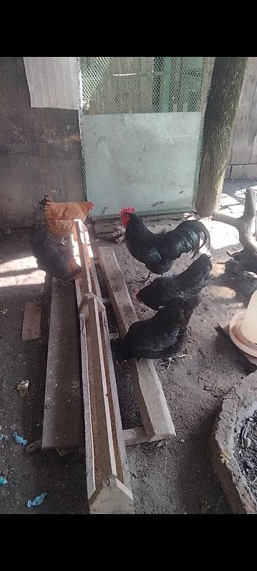 dekorativ quslar: Toyuq cücələri, Ətlik — 5