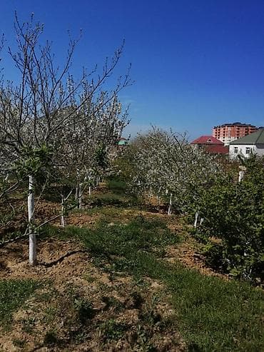balaxani torpaq satisi: 2 sot, Tikinti, Maklerlər narahat etməsin, Kupça (Çıxarış) — 4