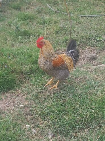 cins inekler: Toyuq, Ətlik — 8