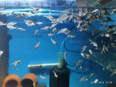 çəpiş satışı: Geofequs surinamensis balıqlarının balaları satılır. 2-3 sm olan 5 — 2