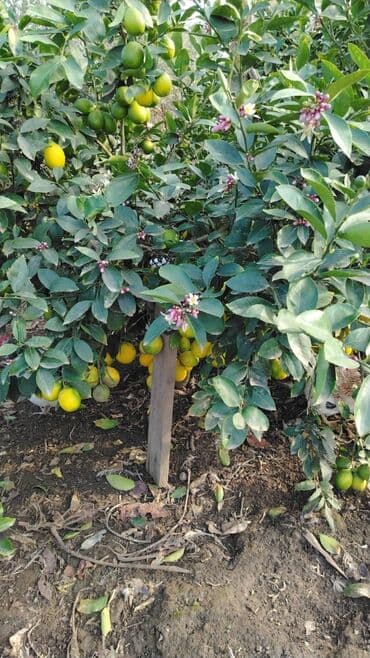 tikanlı bitkilər: Super limon irili xirdalı bir yerdən 0.20qəp — 5