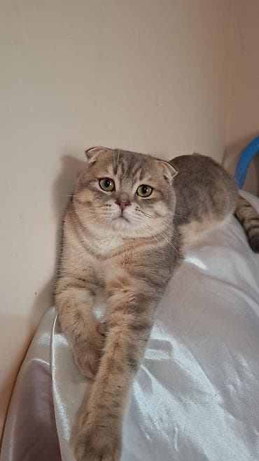 pisik cut: Şotland, Erkək, Cütləşmə üçün, Ödənişli çatdırılma — 2