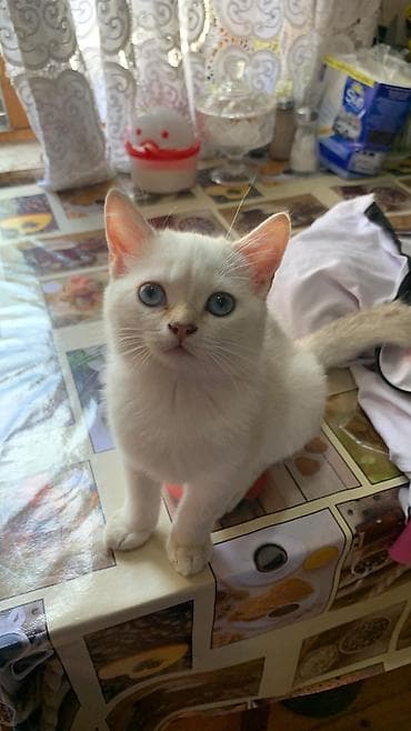 pisik sekileri: Britan — 1