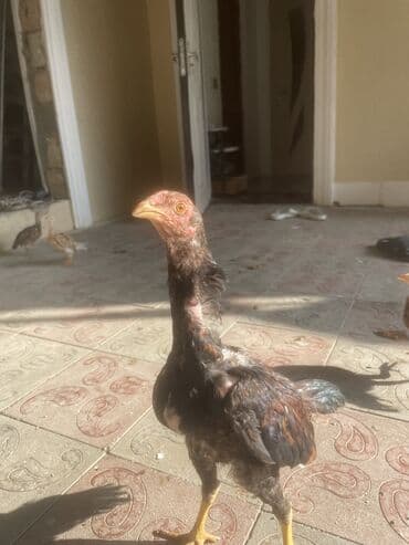 sumqayıtda cucə satışı: 5aylarına az qalb. Super cins qandılar. Kimnən gəldiyini voda ətraflı — 2