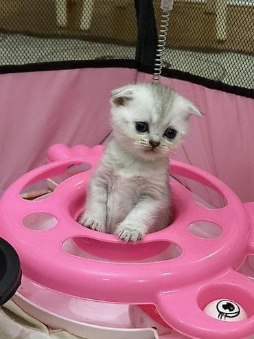 Кошки: Шиншилла, Самка, В добрые руки, Самовывоз, Платная доставка, Доставка в районы — 2