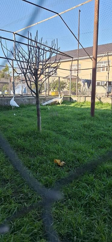 bakida it satislari: Ağ tovuz quşları – dekorativ quşlar - Növ: Pavo cristatus (ağ rəng — 1