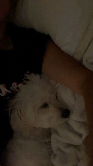 belçika çoban iti: Pudel, Dişi — 1