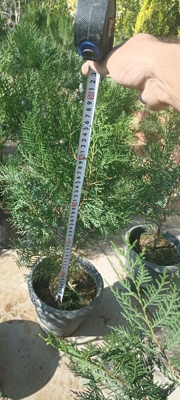 gül toxumları satışı: Dekorativ çöl bitkilərinin satışı və Sifarişlə yetişdirilməsi.Satış — 6