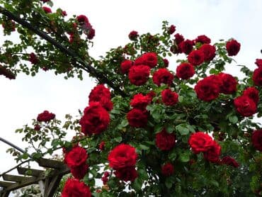 mal dili bitkisinin faydaları: Bu dırmanan qızılgül kolları bağçalara və divarlara gözəllik qatmaq — 3