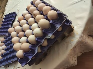 Avstralop yumurtaları İnqibator üçün. ideal çıxış verir. təmiz qandır