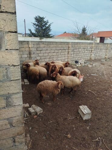 bala keçi: Qoyun sürüsü – ədədlik və ya birlikdə - Yerli ətlik/yunlu tipli — 2