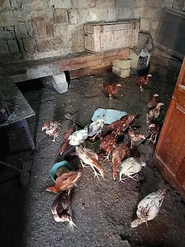 Yemlər: Toyuq, Yumurtalıq — 4