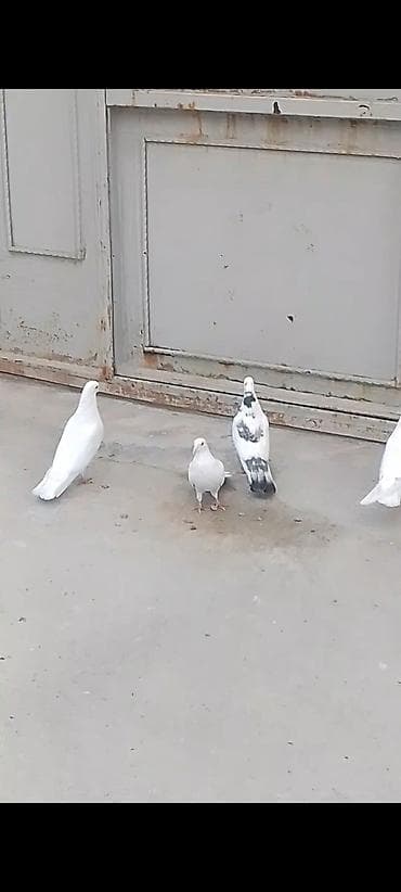 sesar quşu: 4 eded quwlar satilir ela saxlamali heyvandilar iki erkey iki maya — 3