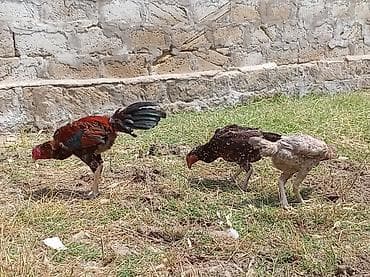 heyrati cucesi: Toyuq cücələri, Damazlıq — 2