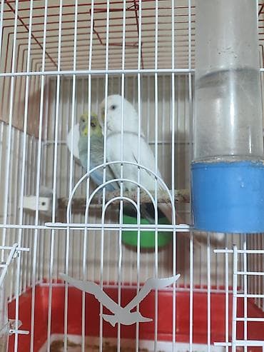 karella tutuquşu: Iki cüt bala verməyə hazır cüt. bir cütü 30manata. Savxoz Ramanada — 4