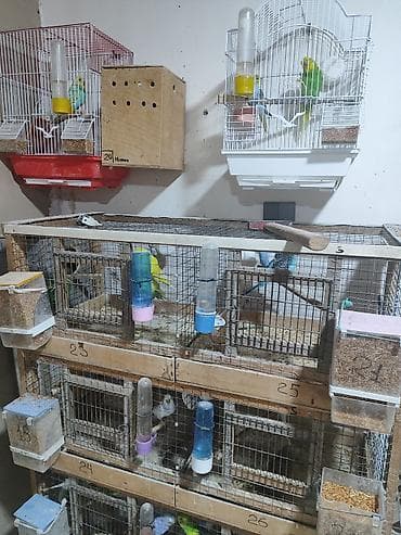 Cüt papuqaylar satılır hamısı. cüt 25m, yumurtalı 35m, altı balalı — 4