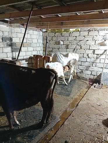 tap.az inekler: Süd istiqamətli inək və buzovlar - Şəkillərdə müxtəlif rəngli — 6