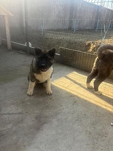 pers pisiyi satilir: Akita-inu, 6 ay, Erkek — 5